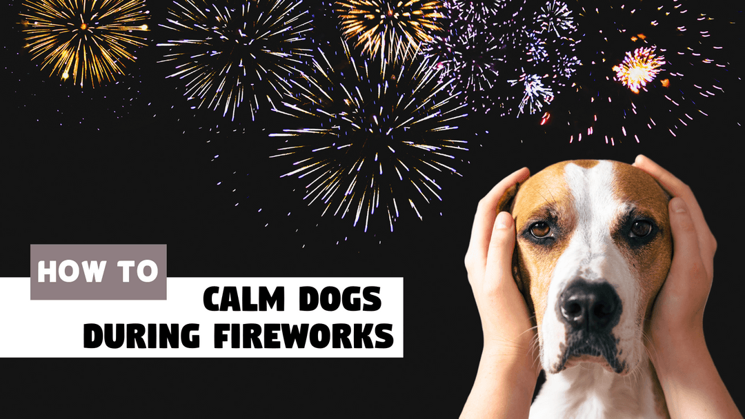 How To Calm Dogs During Fireworks Playful Paws